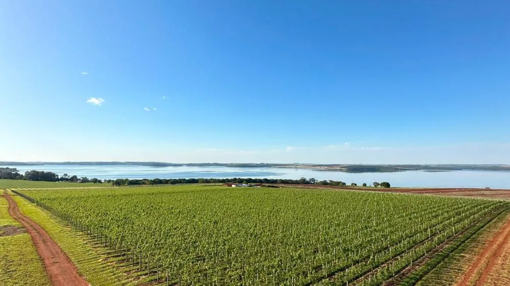 Vinhos brancos elaborados na Represa de Jurumirim brilham em concurso internacional e conquistam três Medalhas de Ouro
